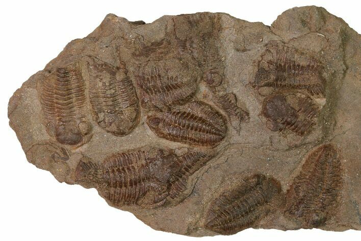 Ordovician Trilobite Mortality Plate - Tafraoute, Morocco #165249
